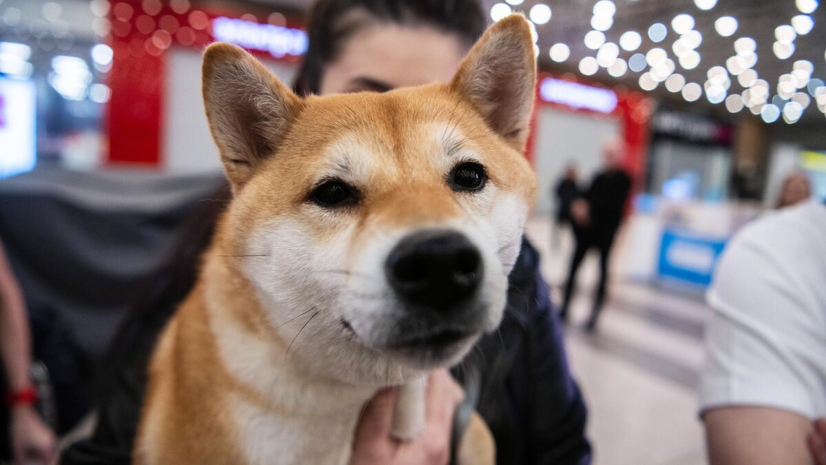    Фото: Ilya Moskovets/globallookpress.com