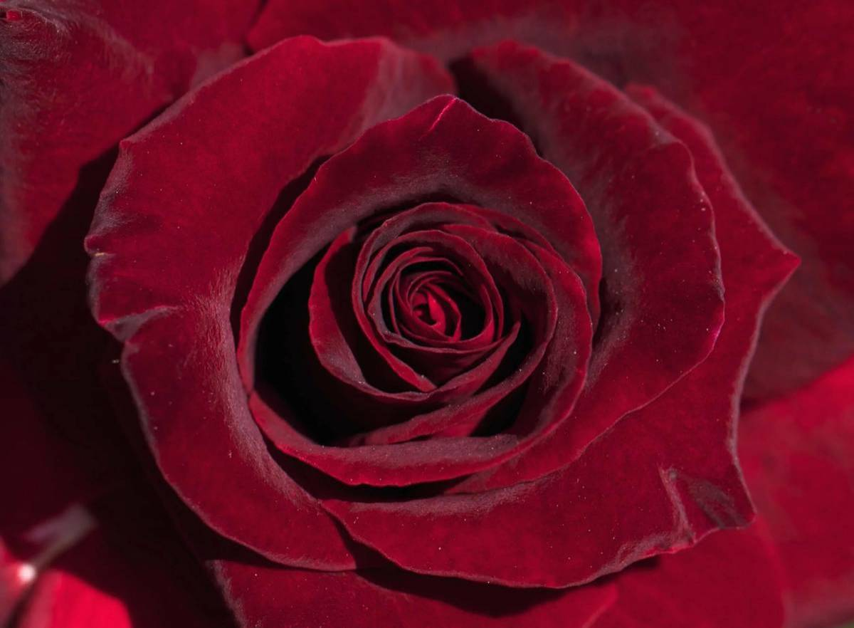 Картинка найдена на просторах интернета, ссылка: https://yandex.ru/images/search?from=tabbar&img_url=https%3A%2F%2Fdubabah.club%2Fuploads%2Fposts%2F2023-05%2F1684513968_dubabah-club-p-roza-chaino-gibridnaya-korolevskii-barkhat-39.jpg&lr=103814&pos=3&rpt=simage&text=%D1%82%D0%B5%D0%BC%D0%BD%D1%8B%D0%B5%20%D1%86%D0%B2%D0%B5%D1%82%D1%8B%20%D0%B6%D0%B8%D0%B2%D1%8B%D0%B5%20%D0%BA%D1%80%D1%83%D0%BF%D0%BD%D1%8B%D0%BC%20%D0%BF%D0%BB%D0%B0%D0%BD%D0%BE%D0%BC%20%D1%84%D0%BE%D1%82%D0%BE