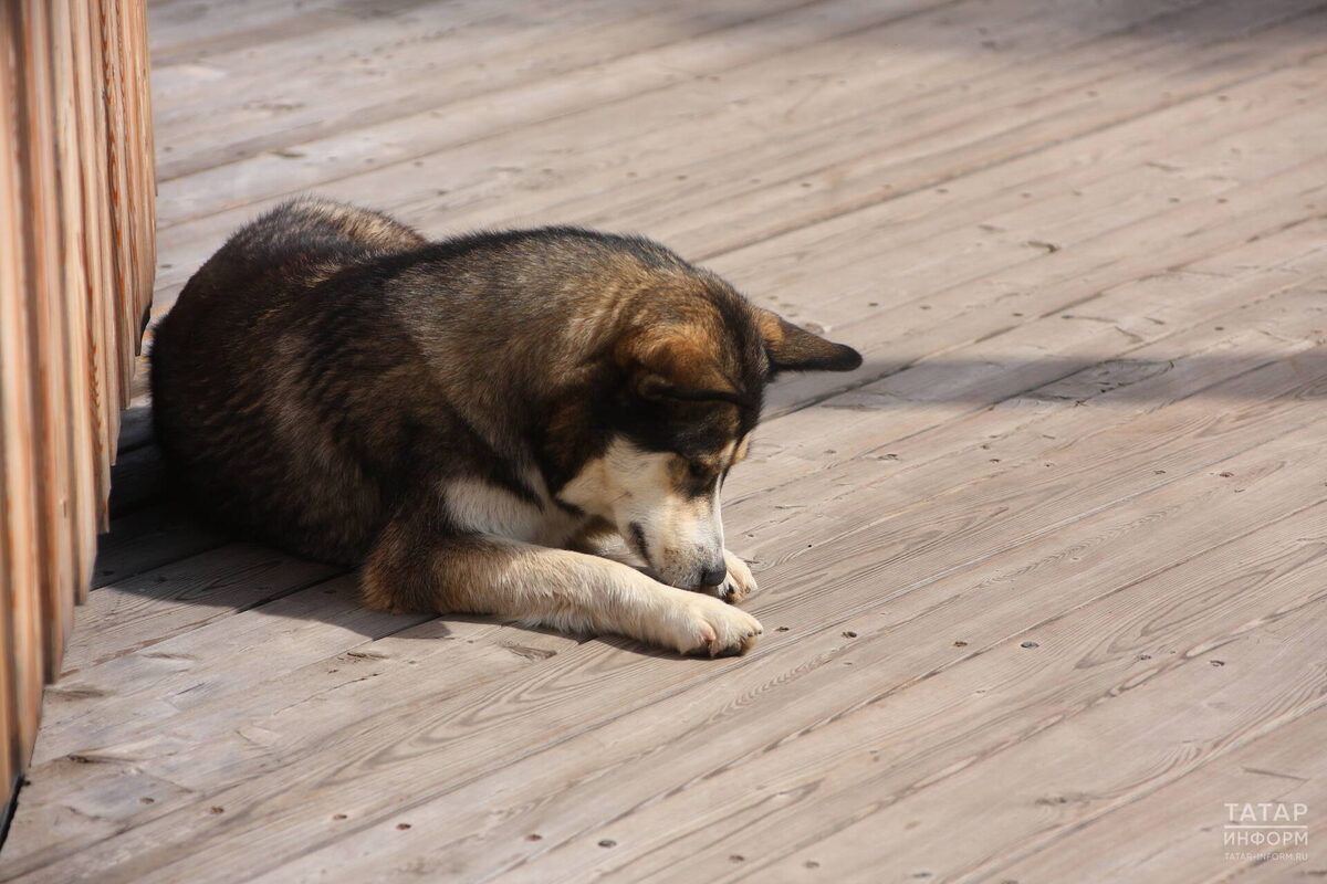 Фото: © «Татар-информ»