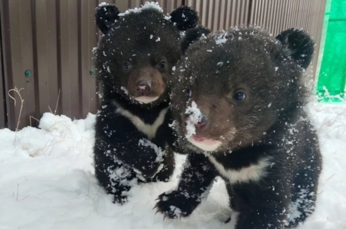    Центр «Тигр» выхаживает двух медвежат-сестёр из Пожарского района Приморья