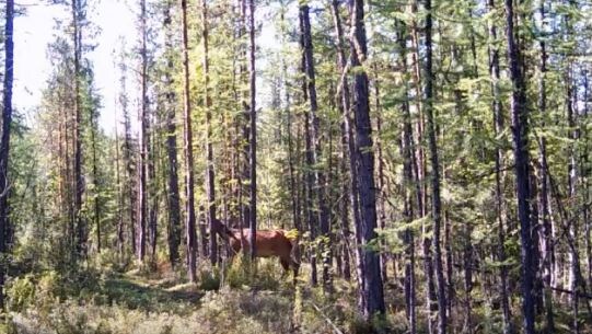     Пара оленей проводила группу волонтеров в Тунгусском заповеднике