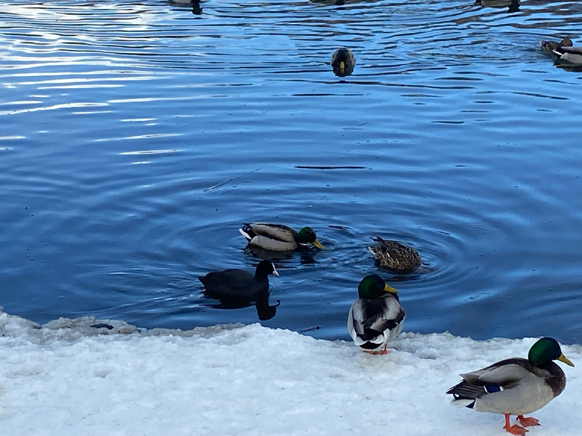 Вот черненькая утка