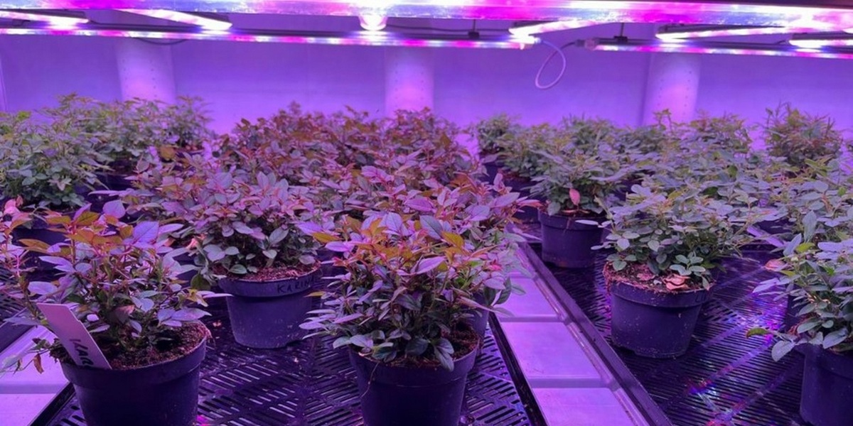 Фото: hortidaily.com