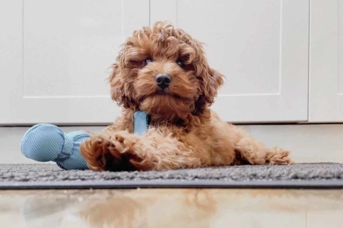    С 1 июля в РТ начнут штрафовать за незарегистрированных питомцев