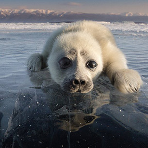 Ученые РАН провели экспедицию по изучению байкальской нерпы. Наблюдение за эндемиками состоялось в прошлом году на берегах архипелага Ушканьи острова. Исследование прошло при поддержке Фондов «Озеро Байкал» и «Мир Вокруг Тебя». Его цель – определить численность нерп, установить наличие травм и патологий у них, а также оценить влияние туристов на поведение животных.