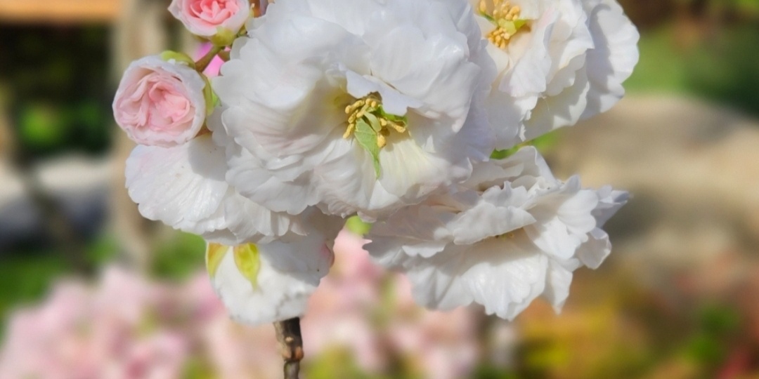 Холодный фарфор или легкая глина, с чего начать?