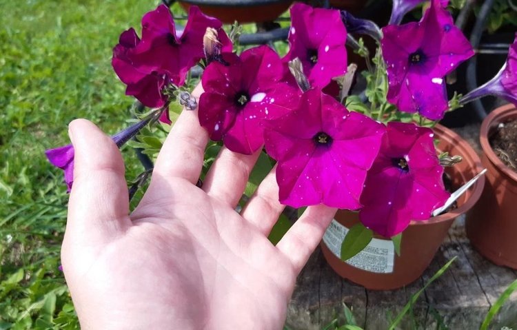    Петуния подсказала, как сделать садовые растения пышнее и продуктивнее