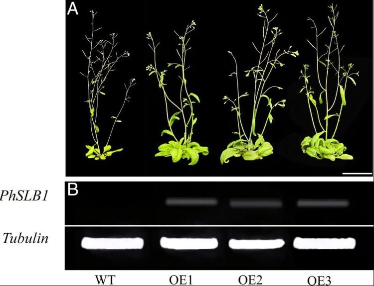     Петуния подсказала, как сделать садовые растения пышнее и продуктивнее
