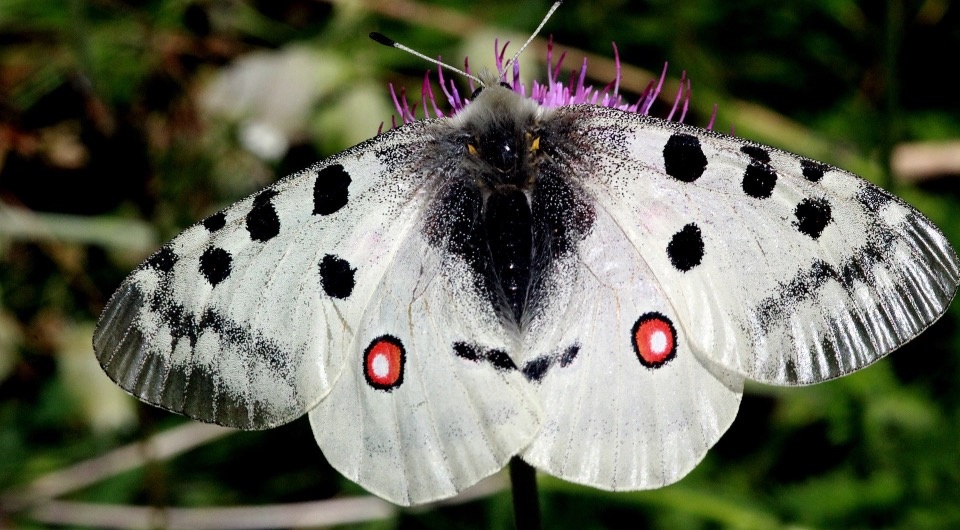   Roger Culos / Wikimedia Commons / CC BY-SA 3.0