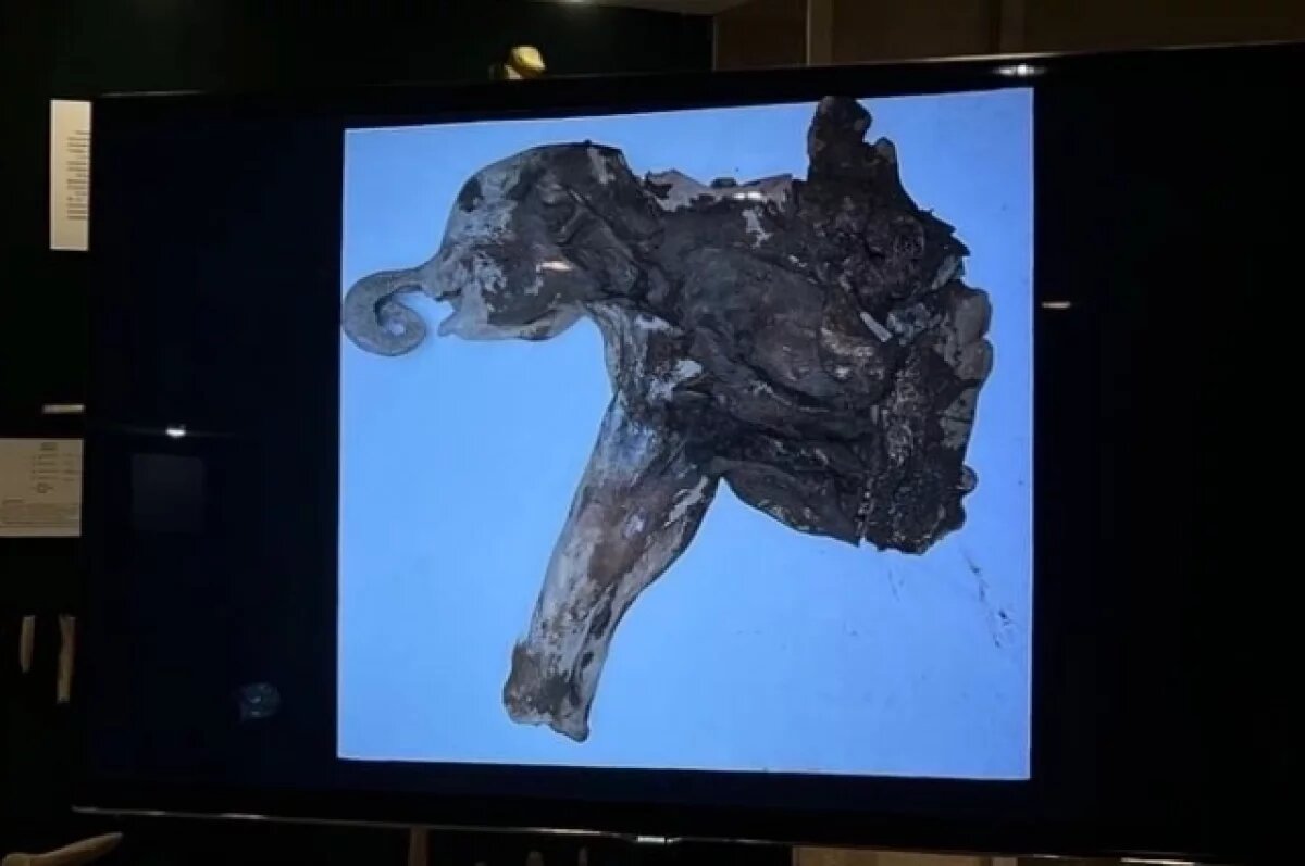    В Якутии приступили к вскрытию туши мамонтёнка Яны