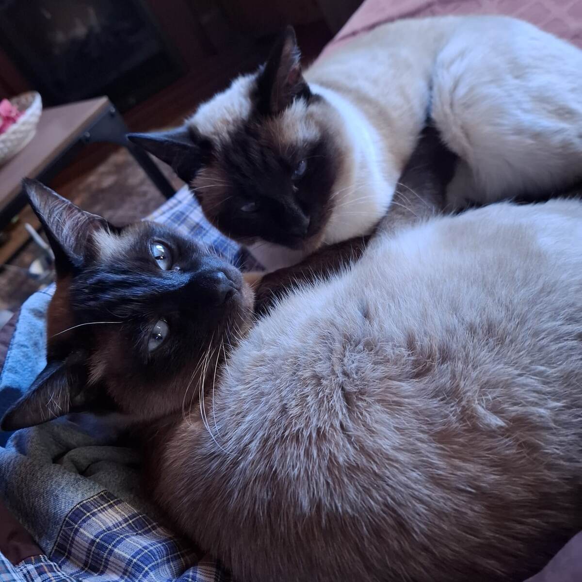 Та-то они у меня ангелочки!