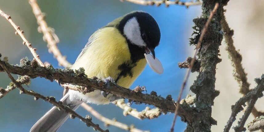    Алёна Бобрович