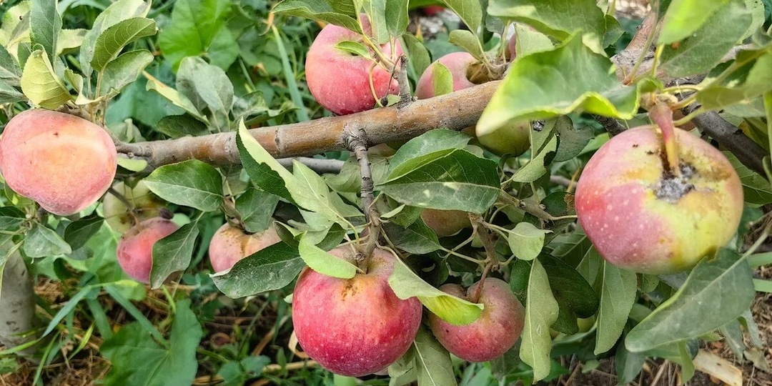 Как победить плодожорку: пошаговый план защиты сада после цветения