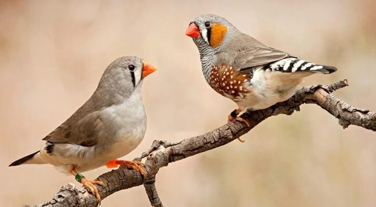 Зебровая амадина (самка и самец)