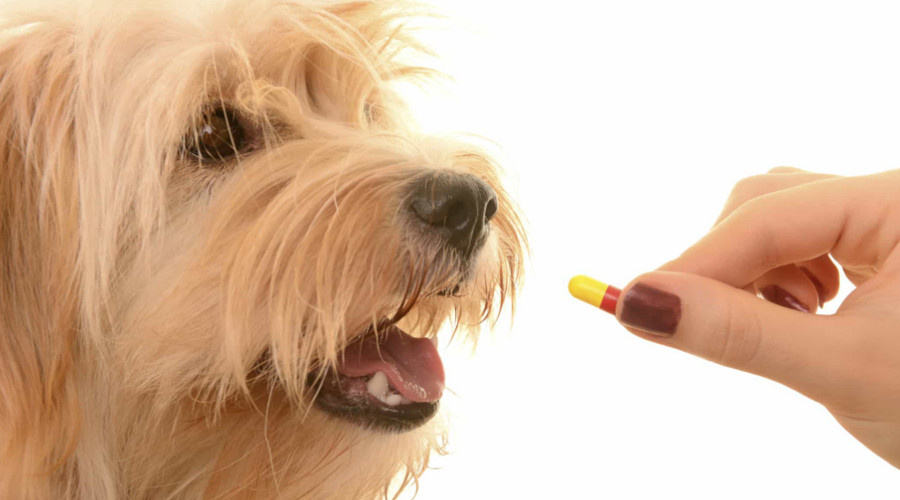    Фото: Зеленый