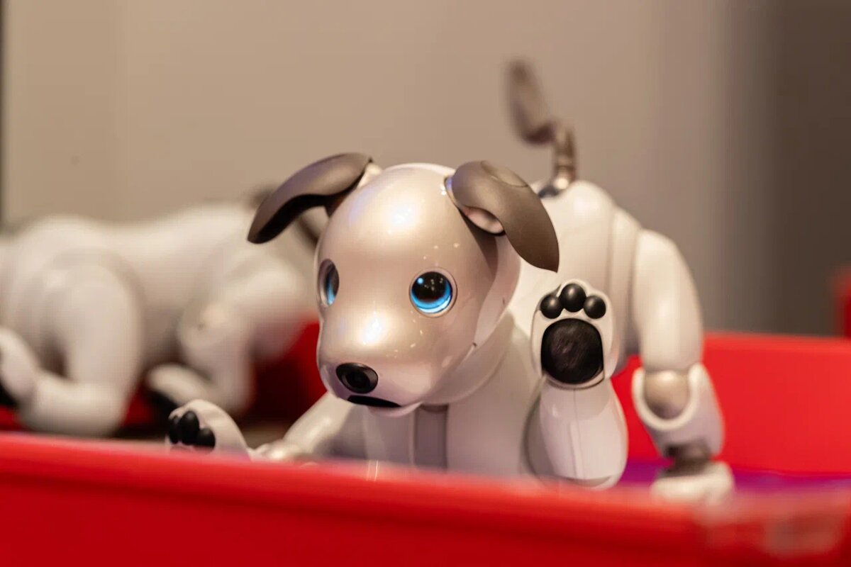 Та самая Робособака