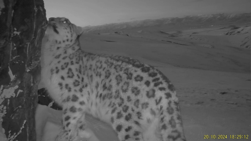    Повзрослевший котенок ирбиса Чаганки. Источник: Телеграм-канал Сайлюгемского нацпарка