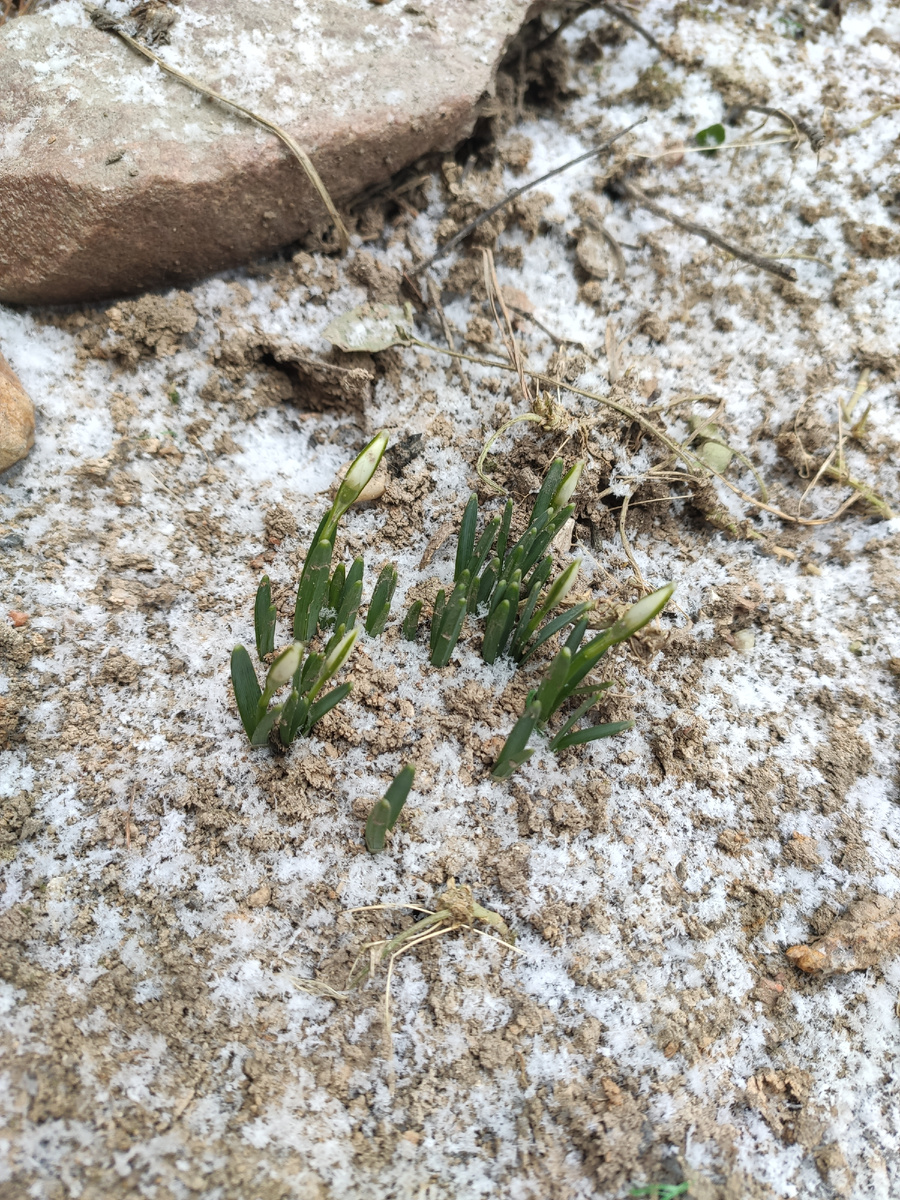 Те же подснежники 1.5 месяца назад