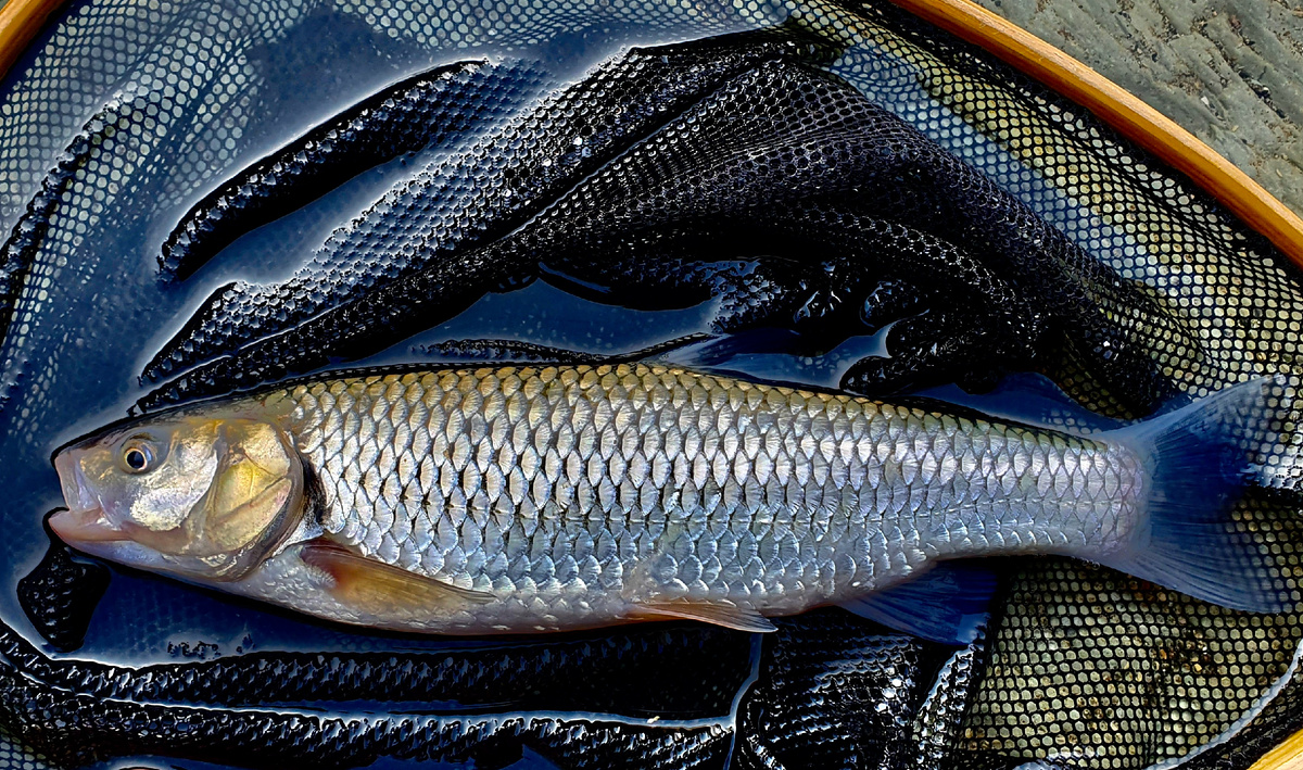 Сероперый голавль, пойманный в реке Хоста.
