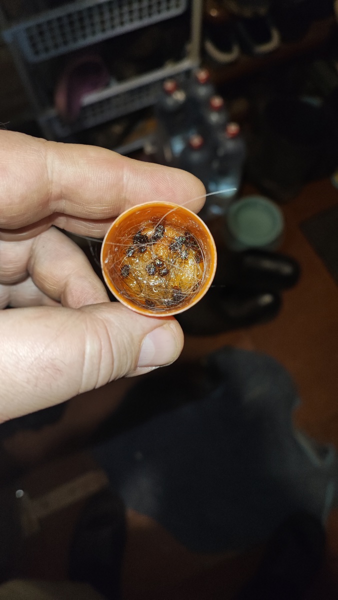 Улов после вечера на вальдшнепиной тяге