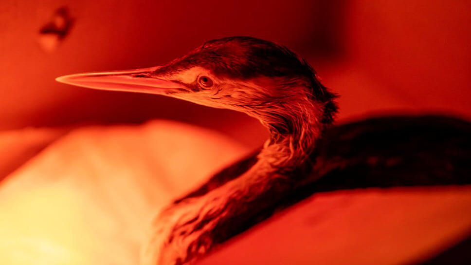 Фото: Оперативный штаб Краснодарского края