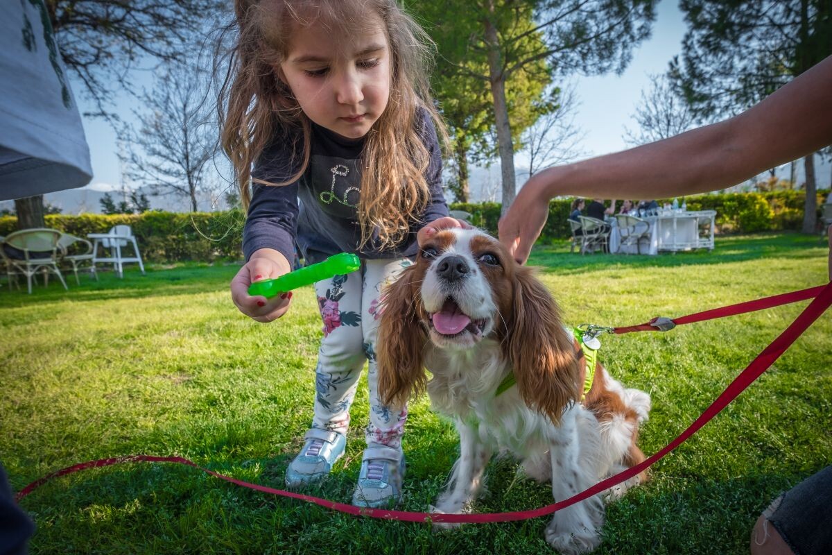 Кавалер-кинг-чарльз-спаниель с девочкой 