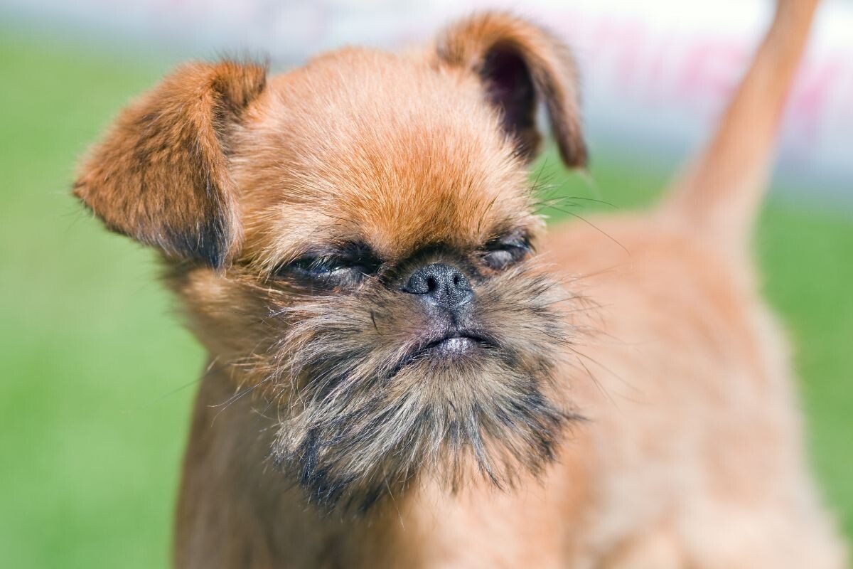 Брюссельский гриффон