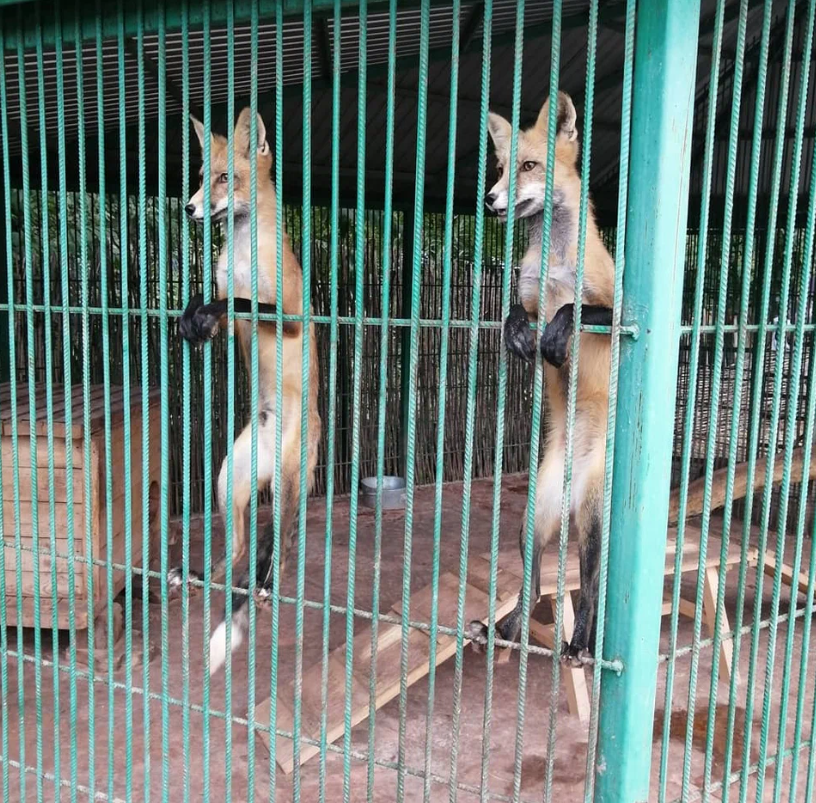 Фото. барнаульский зоопарк.