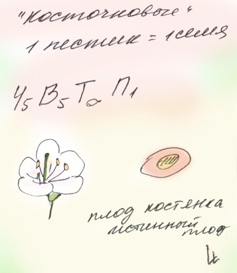 Rosaceae с одним пестиком, косточковые