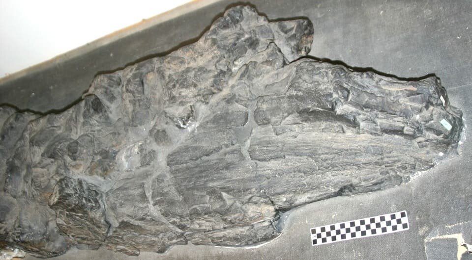   G.J. Retallack / Wikimedia Commons / CC BY-SA 4.0