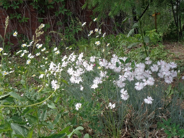 Гводика под елью