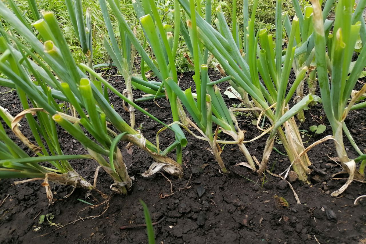 Лук батун из семян в первый год - активно срезаю. никаких дудок все лето, фото автора