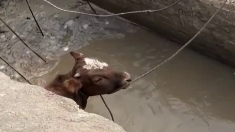      Фото: МЧС по Ингушетии