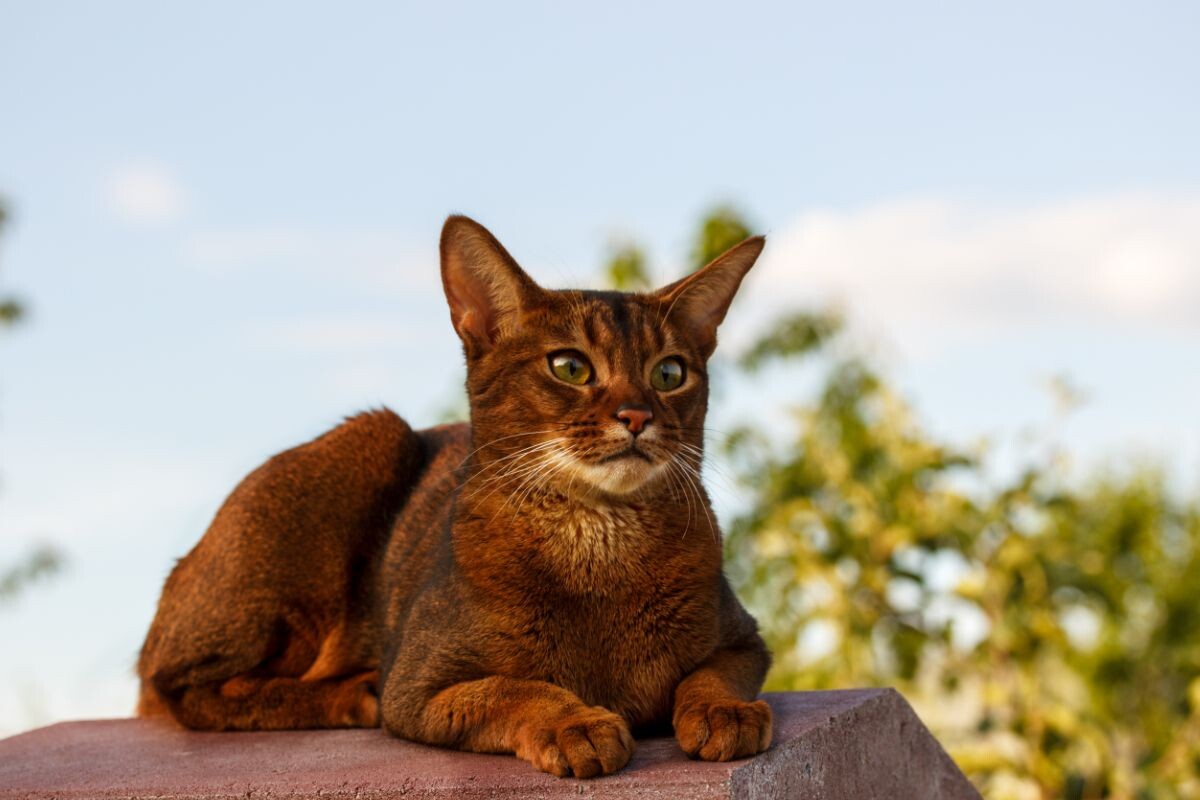 Абиссинская кошка