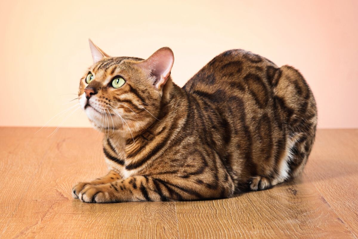 Бенгальский кот 