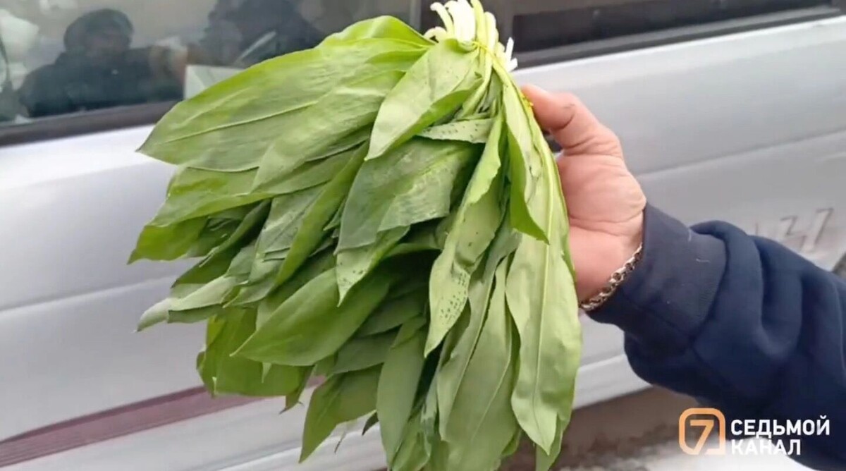     Источник: 7 канал Красноярск