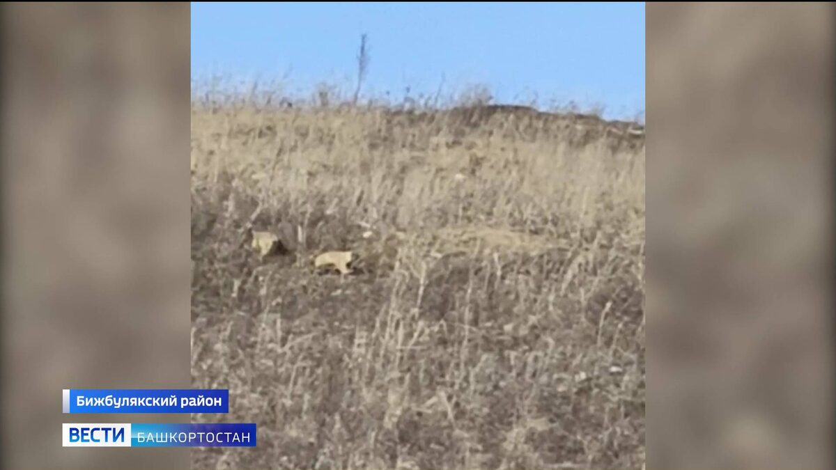   Большое семейство сурков сняли на видео в Бижбулякском районе Башкортостана
