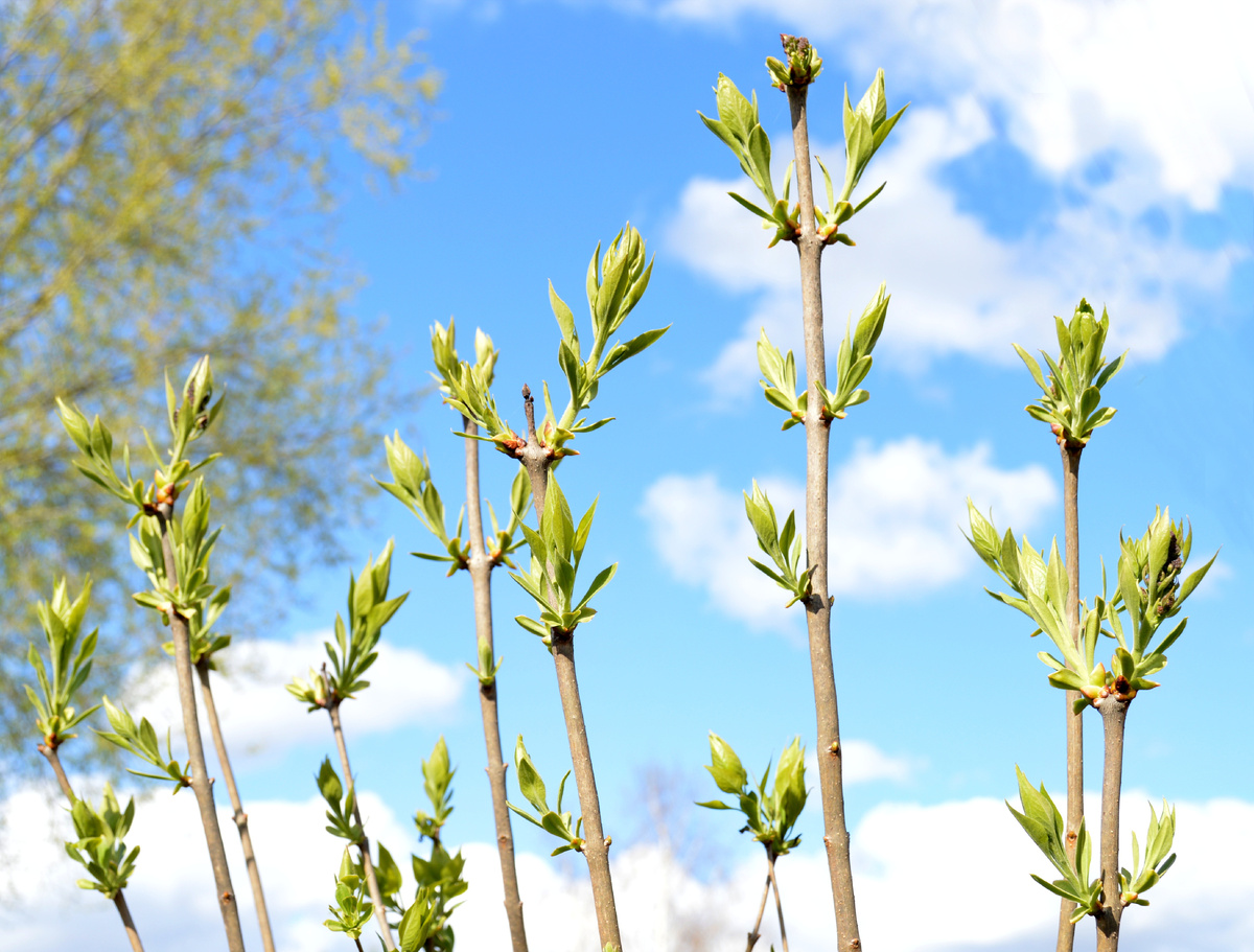 Сирень! Это не сейчас! Это в прошлом апреле