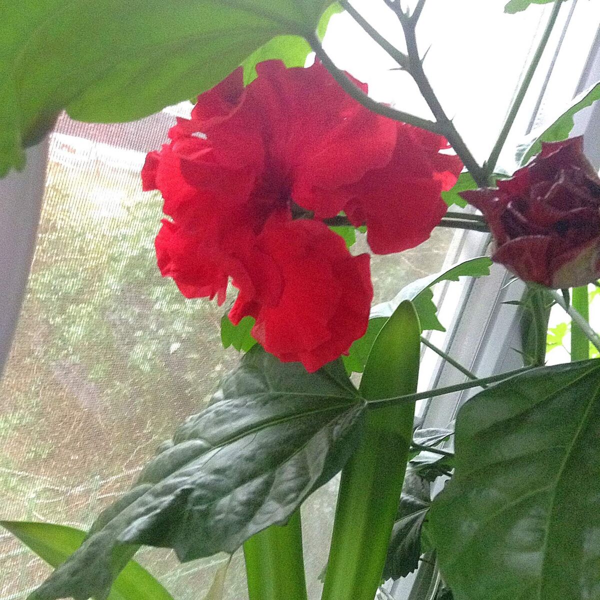 Такая была Китайская роза...