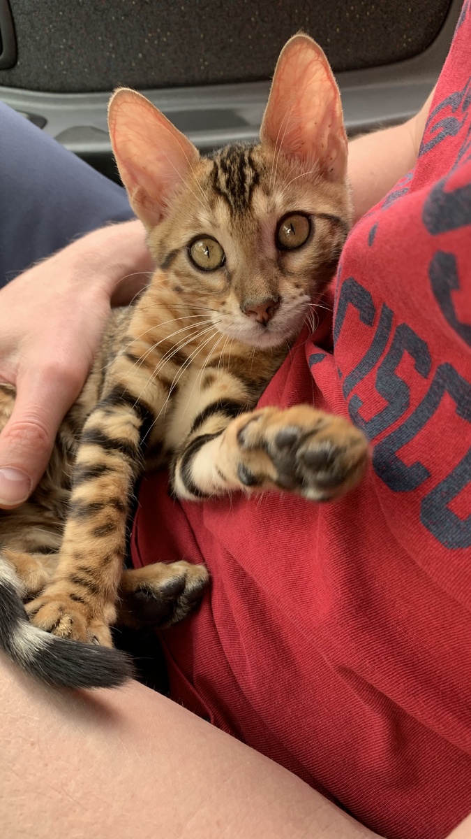 Моя бенгалка Вирджиния (фото из личного архива)