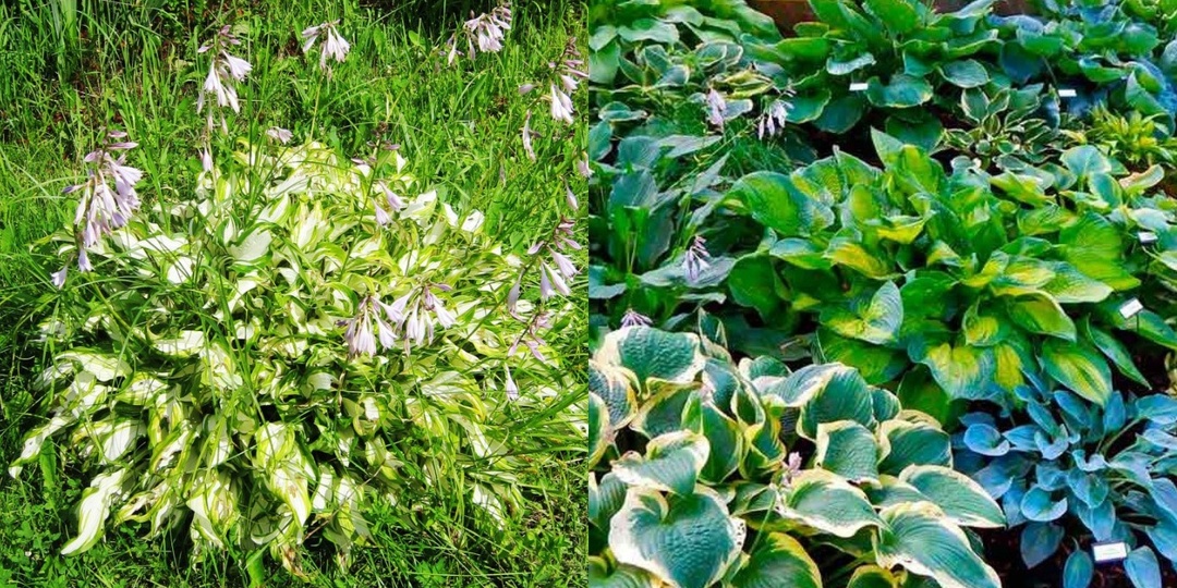 Высаживаю садовую хосту по методу опытного садовода. Кусты разрослись на 30% быстрее обычного за сезон