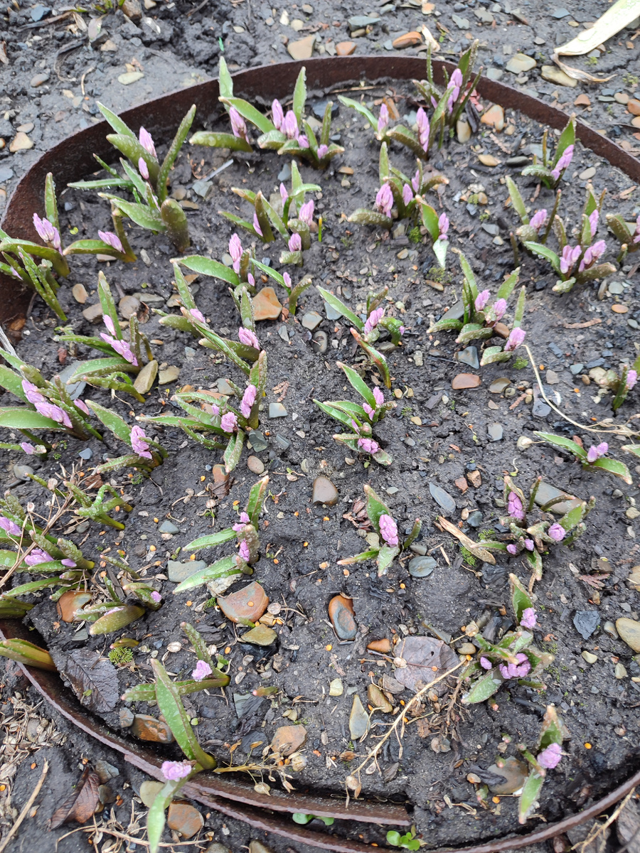 Хионодокса. Когда распуститься будет розовая поляна.