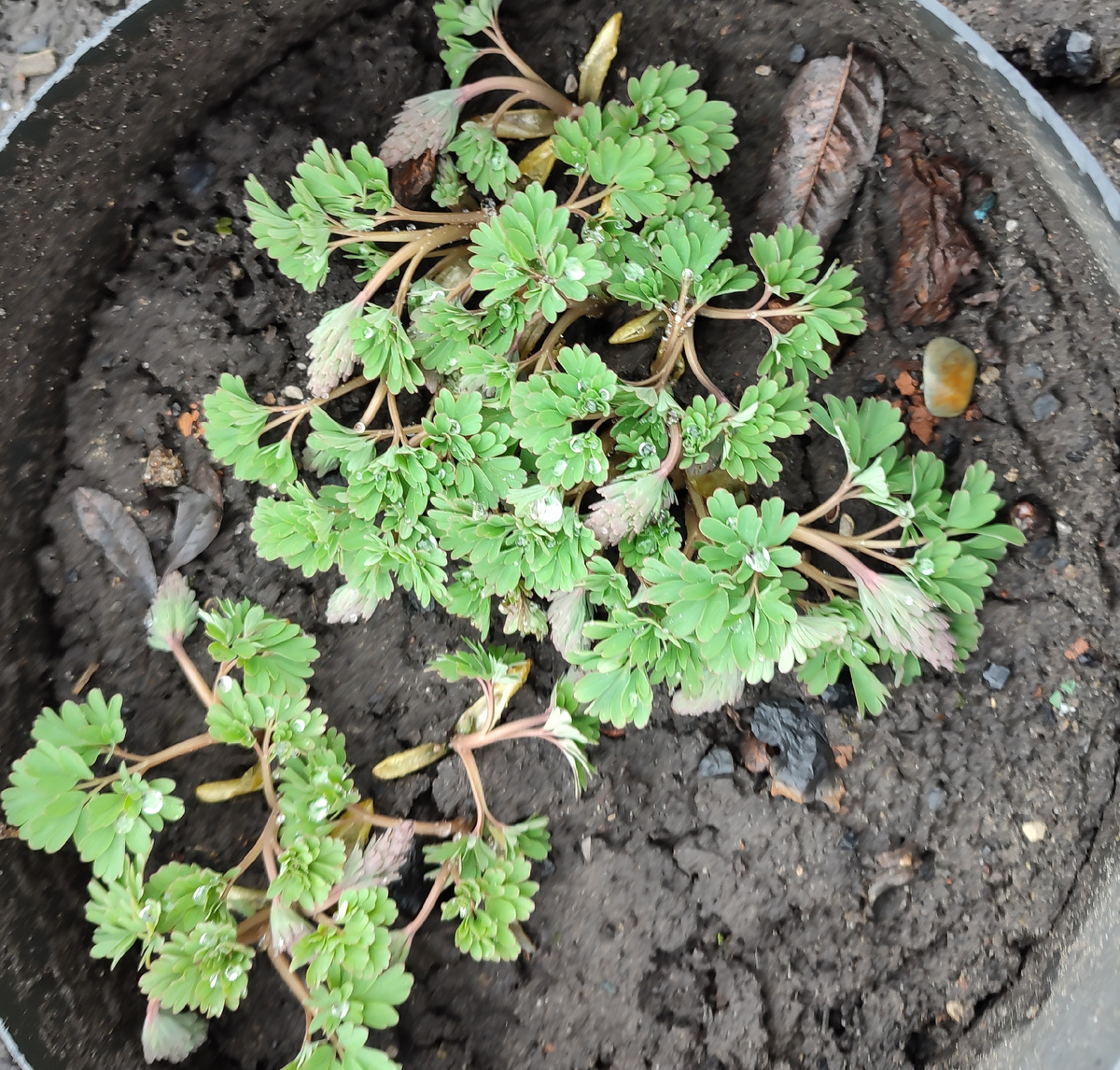 Хохлатка наращивает зелёную массу.