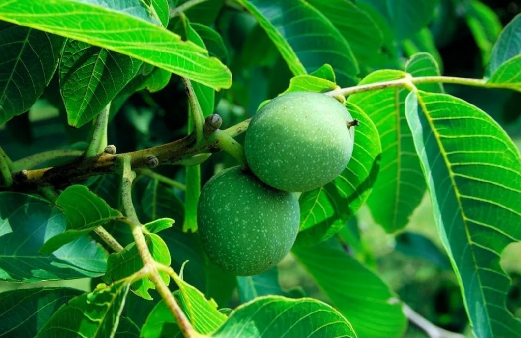 Грецкий орех - обладает вяжущим действием.