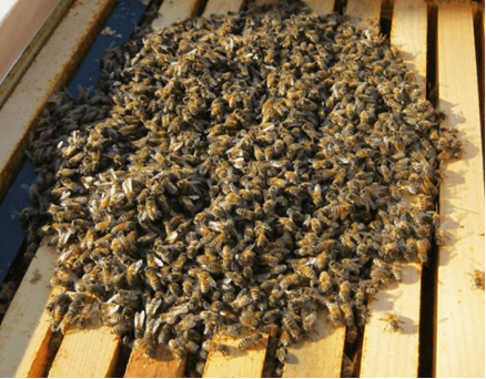 Любезно предоставлено: https://contents.creators.mypetlife.co.kr/content/uploads/2020/12/23134610/20201223121728_925e3ca80c585cafe7ced384a713190f_3inq.jpg