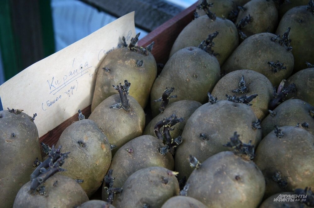    Фото:  АиФ/ Денис Терентьев