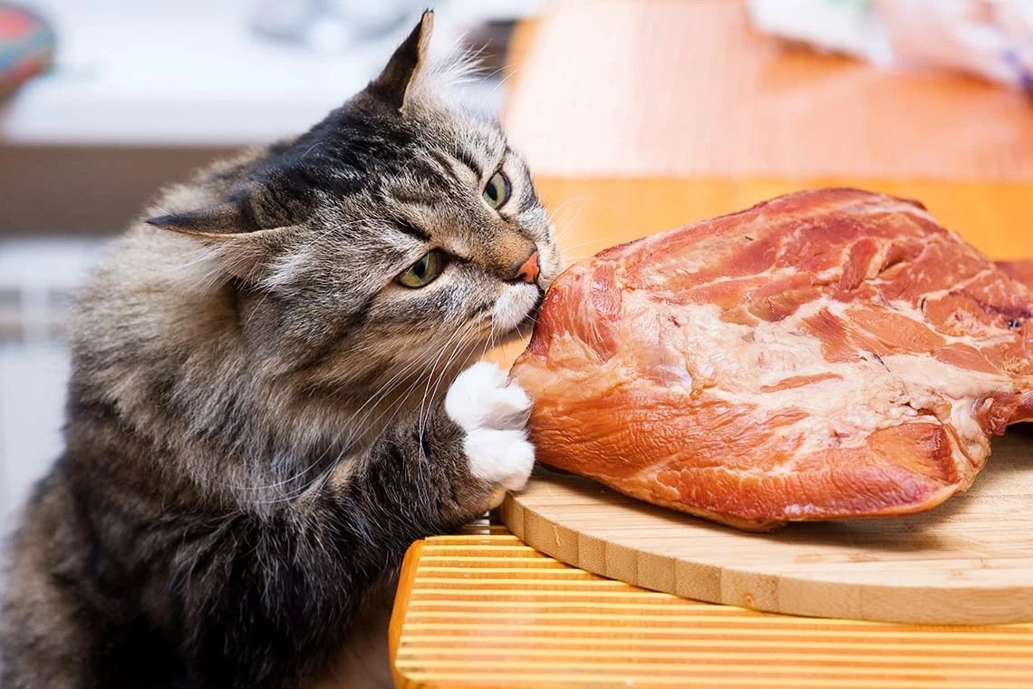 Кошка ест сырое мясо