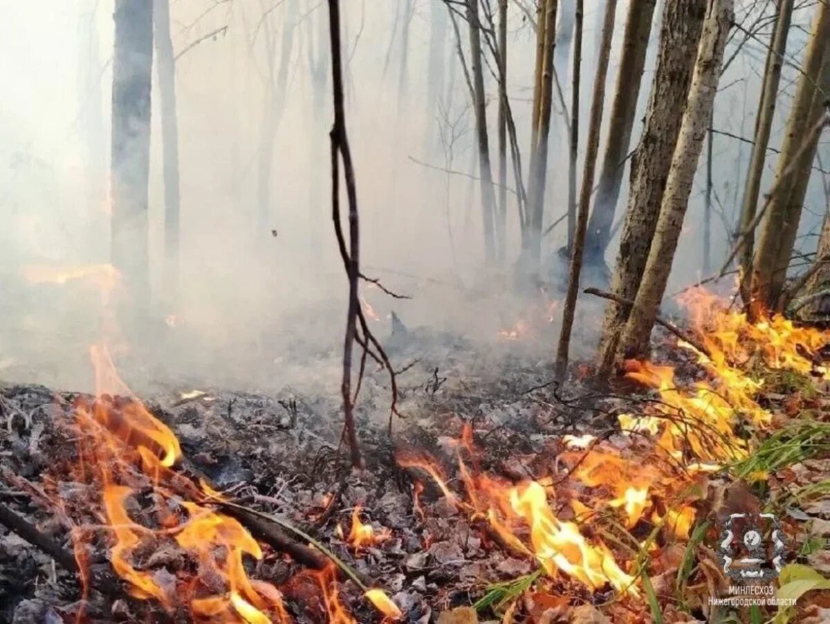    В лесах Нижегородской области с 4 апреля начинается пожароопасный сезон
