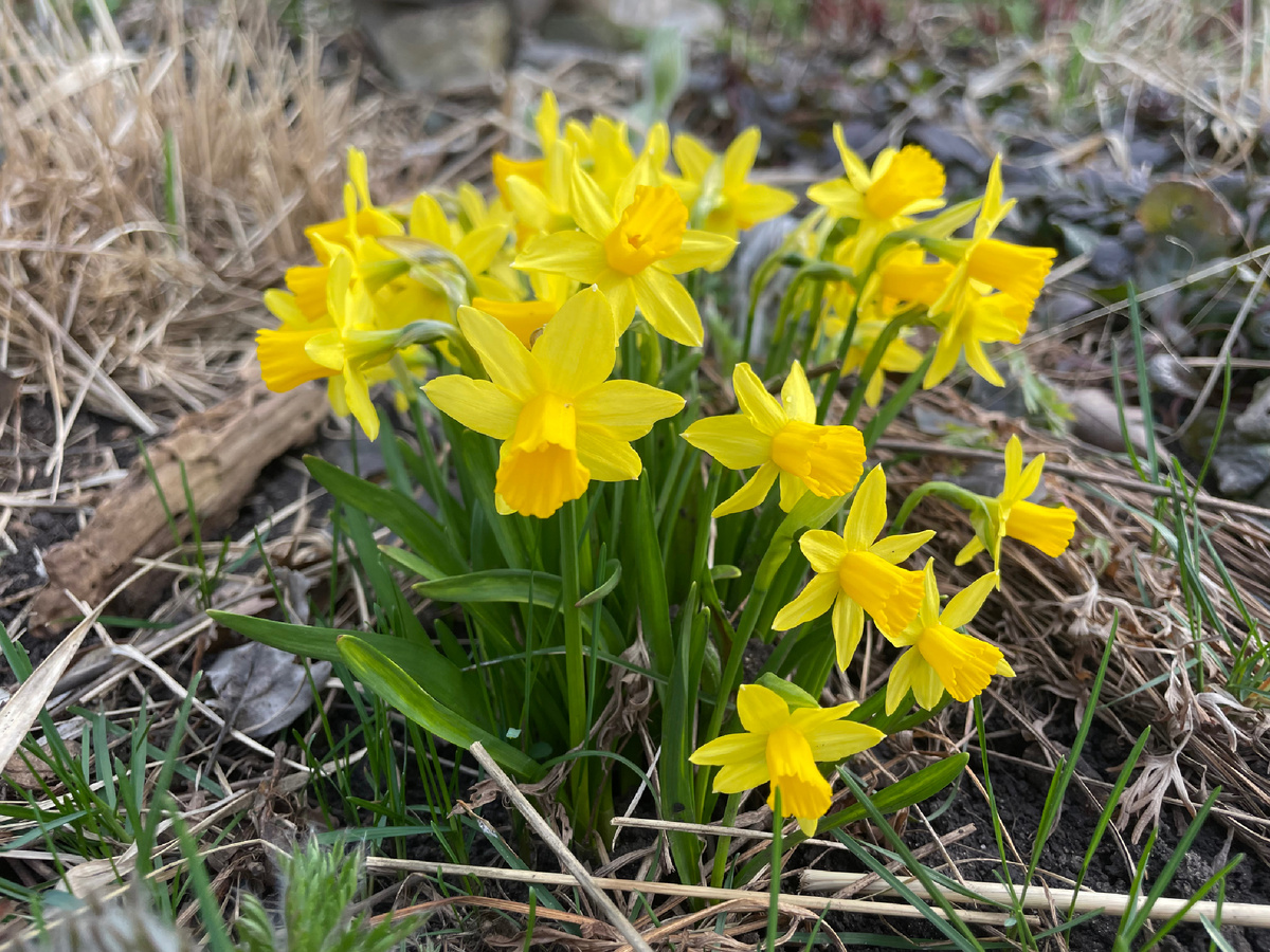 Луковичные всходят тут и там