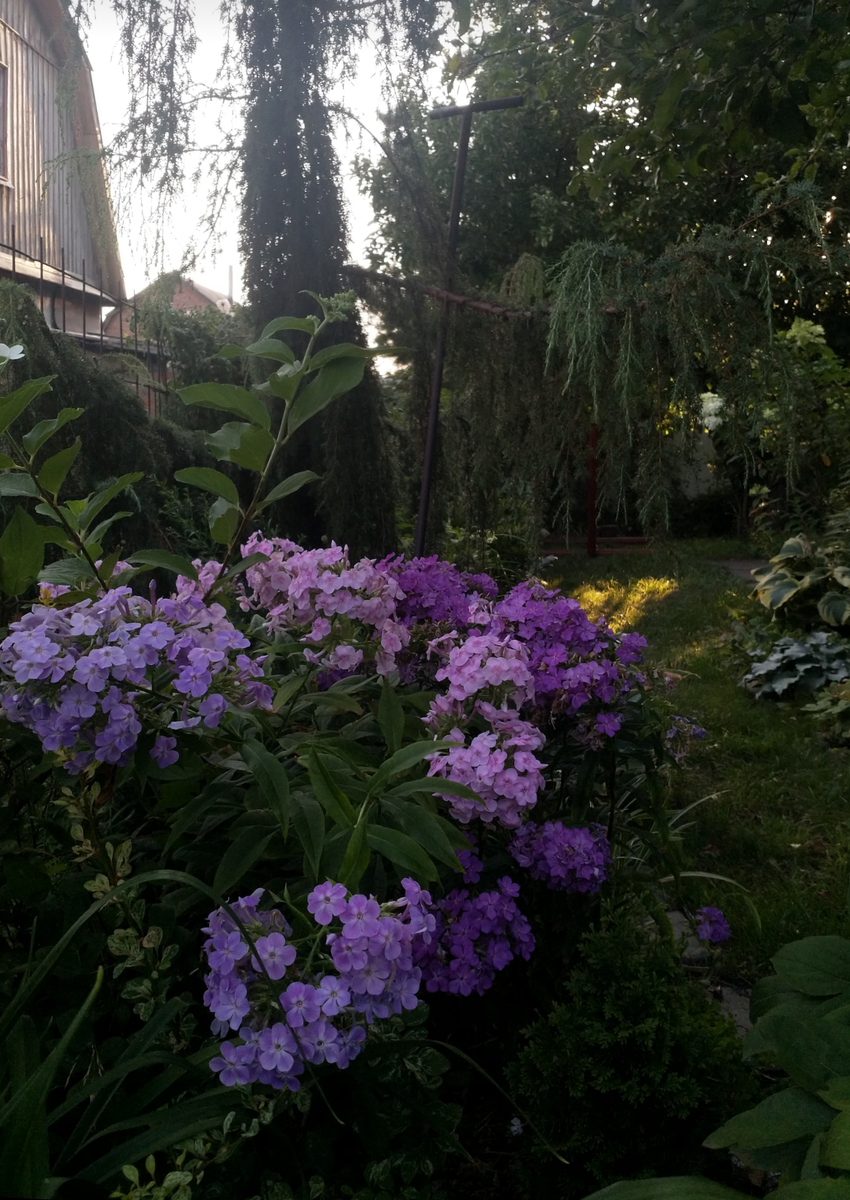 Сад, наполненный до краев